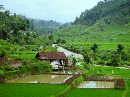 sawah-sunda1