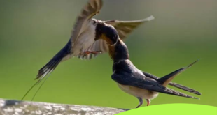 salah seorang dari keduanya melihat seekor burung yang sayapnya terpatah. Keduanya pun mengamati gerak-gerik burung yang tanganya terluka itu. Keduanya pun berfikir, apakah dengan sayap yang terluka burung itu dapat mencari makan sedangkan ia sendirian. Tak lama kemudian datanglah seekor burung lain dengan membawa makanan untuk diberikan kepada burung yang terluka.